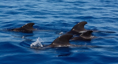 四个黑色的海豚在水下
